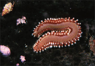 20110307-NOAA worm fireworm_100.jpg